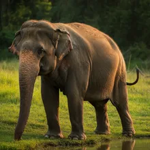 Asian Elephant, Female