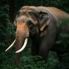 Asian Elephant, Male