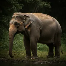 Asian Elephant, Young