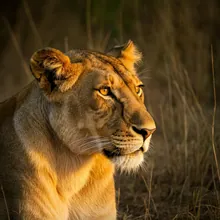 Asiatic Lion, Female