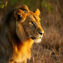 Asiatic Lion, Male