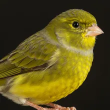 Atlantic Canary, Close up