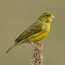 Atlantic Canary, Female