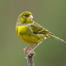 Atlantic Canary, Male