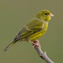 Atlantic Canary, Young