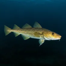 Atlantic Cod, Female