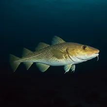 Atlantic Cod, Male