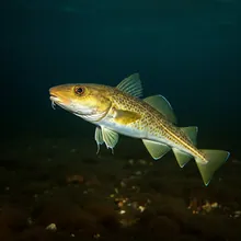 Atlantic Cod, Young