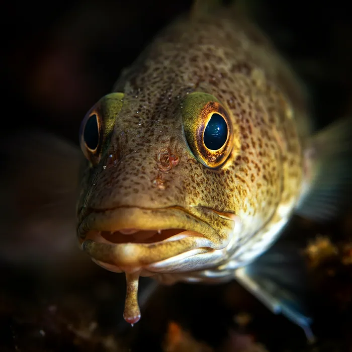 Atlantic Cod