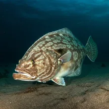 Atlantic Halibut, Female