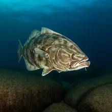 Atlantic Halibut, Male