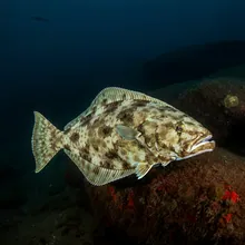 Atlantic Halibut, Young