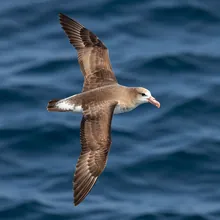 Atlantic Petrel, Female