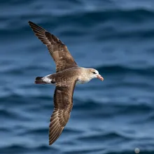 Atlantic Petrel, Male
