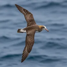 Atlantic Petrel, Young