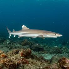 Australian Blackspot Shark, Female