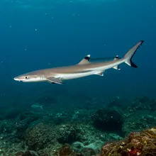 Australian Blackspot Shark, Male