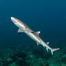 Australian Blackspot Shark, Young