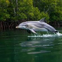 Australian Humpback Dolphin, Female