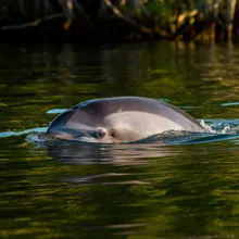 Australian Humpback Dolphin, Male