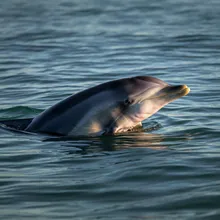 Australian Humpback Dolphin, Young