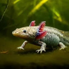 Axolotl, Female