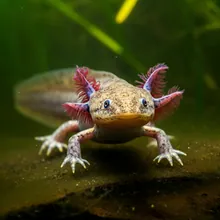 Axolotl, Male