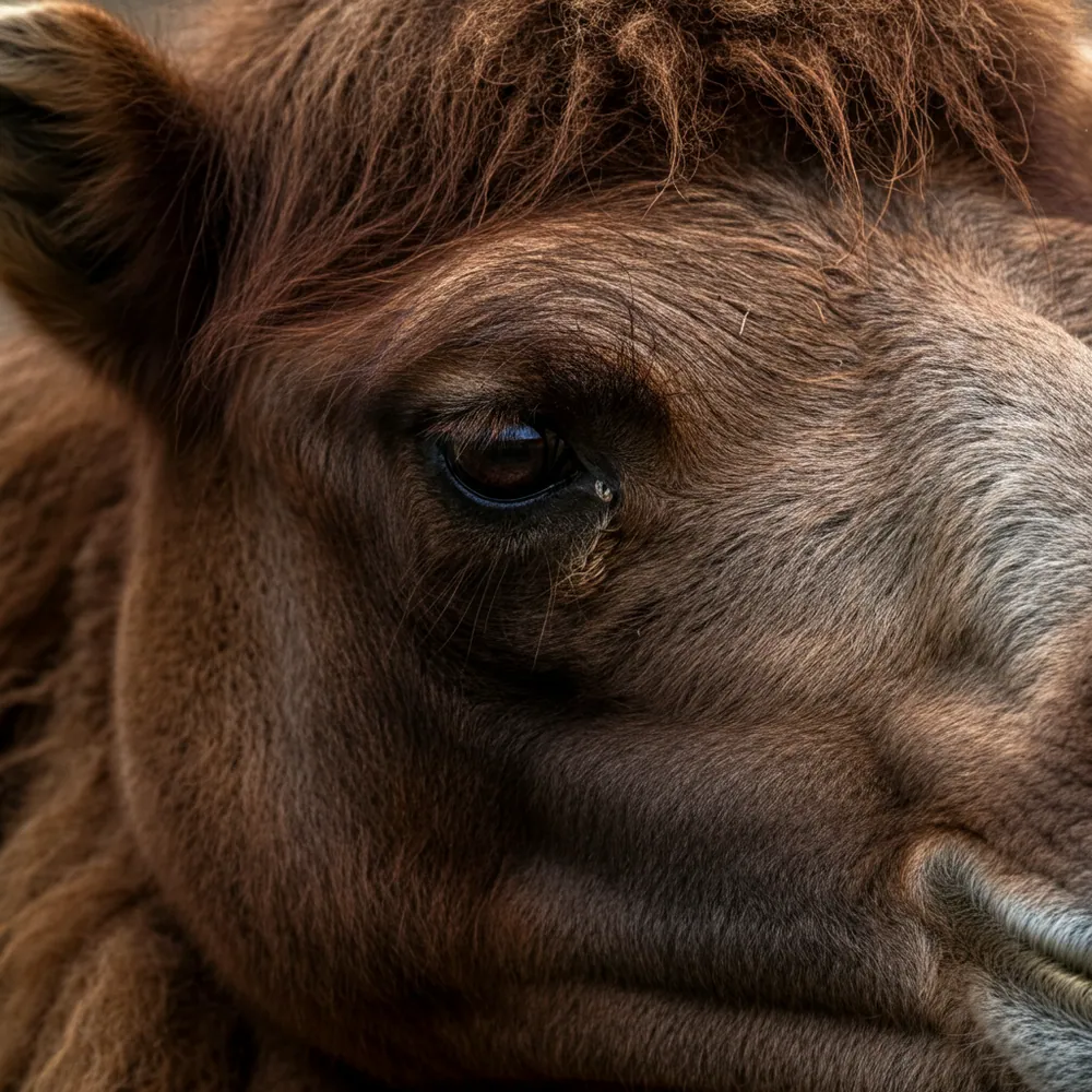 Bactrian Camel