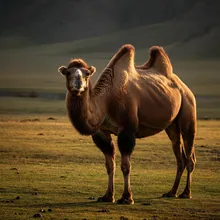 Bactrian Camel, Female