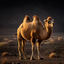 Bactrian Camel, Young