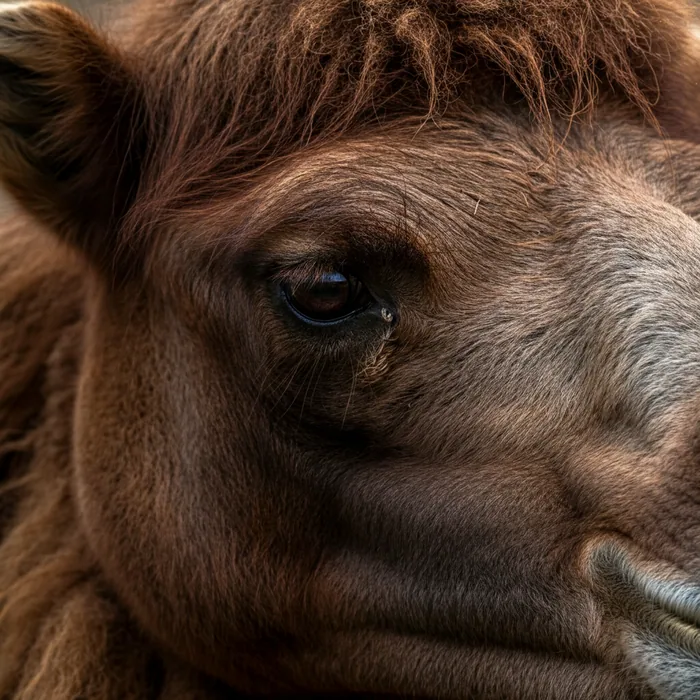 Bactrian Camel