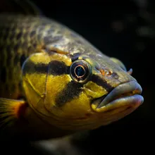 Bai Bang Loach, Close up