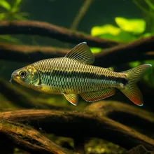 Bai Bang Loach, Female