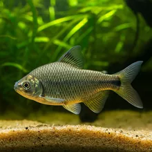 Bai Bang Loach, Male