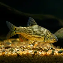 Bai Bang Loach, Young