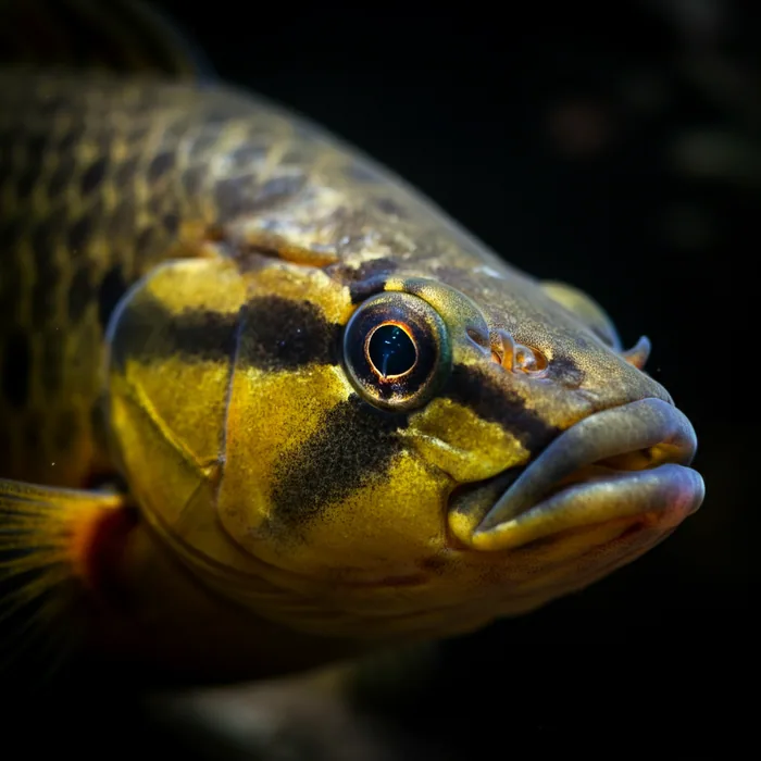 Bai Bang Loach