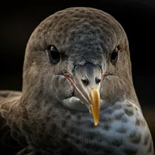 Balearic Shearwater, Close up
