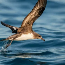 Balearic Shearwater, Male