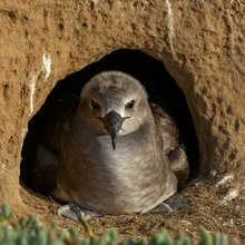 Balearic Shearwater, Young
