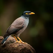 Bali Myna, Female