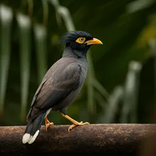 Bali Myna, Male