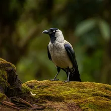 Banggai Crow, Female