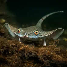 Barndoor Skate, Male