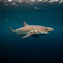 Basking Shark, Young