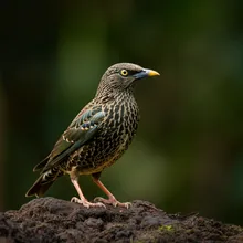 Bawean Starling, Female