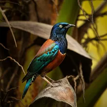 Bawean Starling, Male
