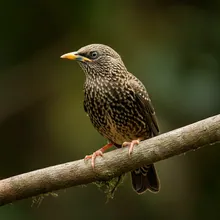 Bawean Starling, Young