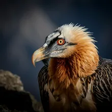 Bearded Vulture, Male