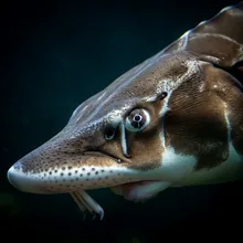 Beluga Sturgeon, Close up