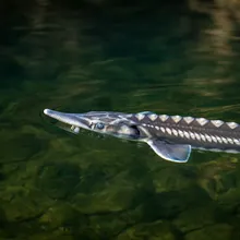 Beluga Sturgeon, Young